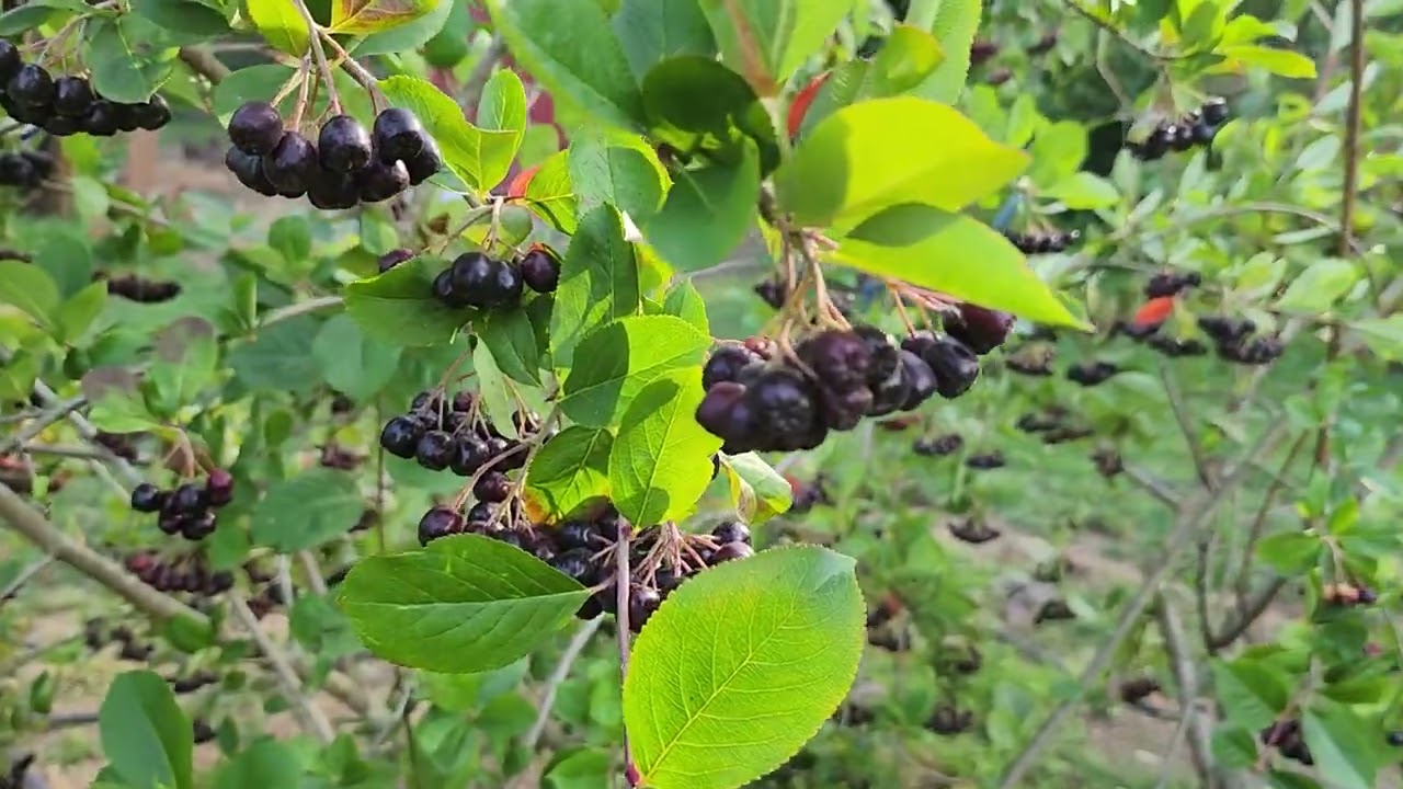 Viking aronia fruiting bush.  Is it worth it? My thoughts after 5 years in ground in food forest.