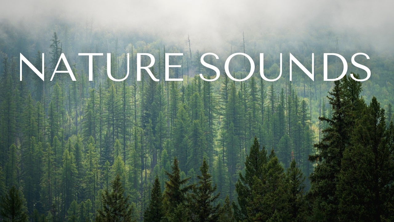 Forest Sounds with Birds & Stream 🌿  Relaxing Nature Ambience #relaxingmusic