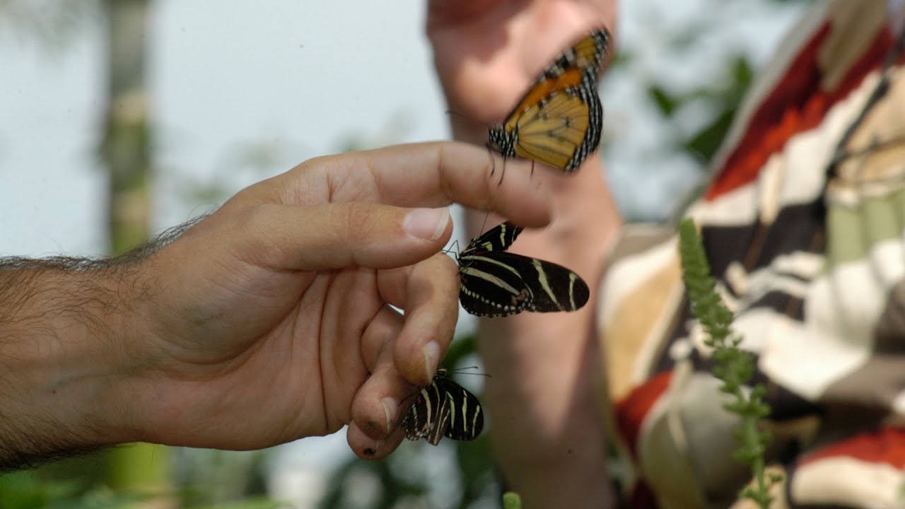 Butterfly Rainforest Moment: Handling butterflies