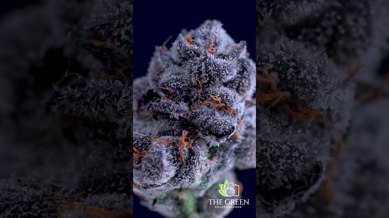 Purple Kush