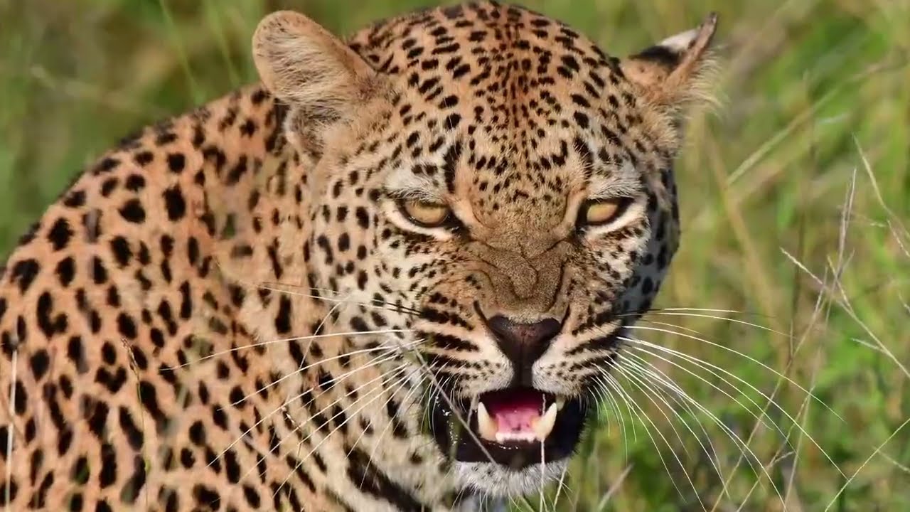 Leopard female nice sighting on S65 Kruger National Park