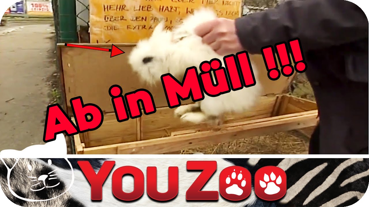 Die Kaninchen Klappe - die letzte Rettung I ausgesto&szlig;ene Kaninchen I Babykaninchen