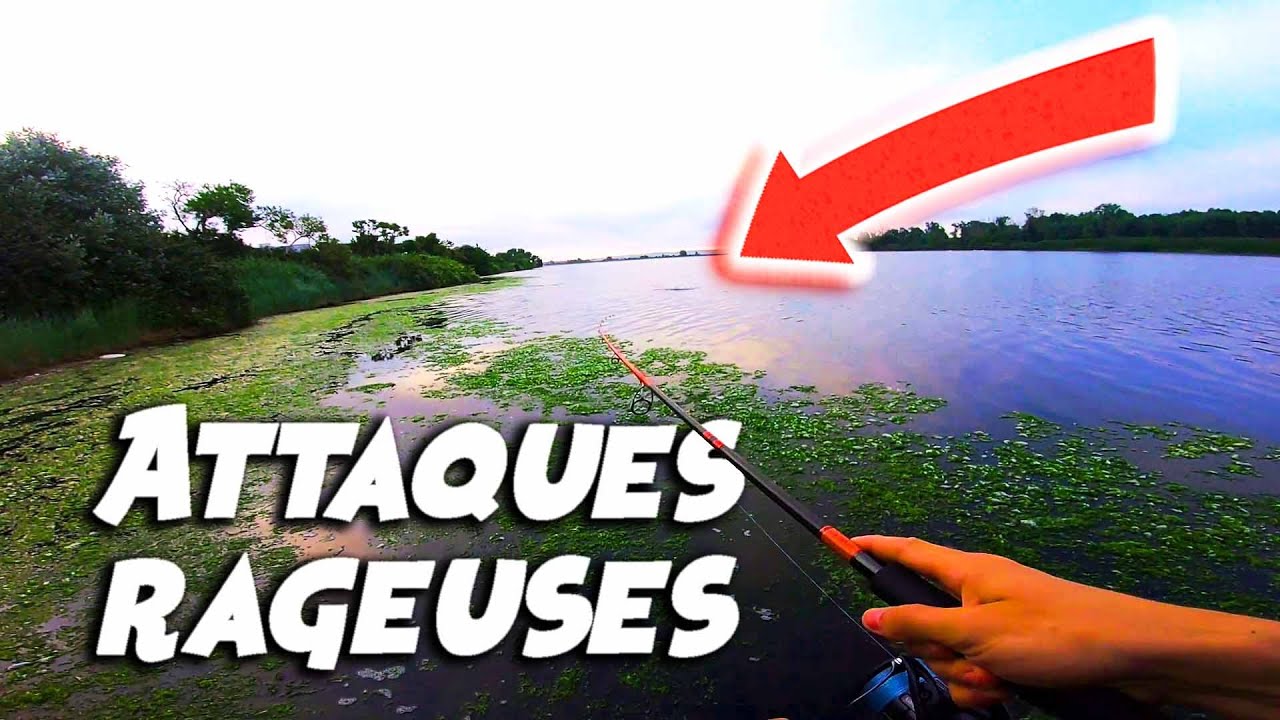 On P&Ecirc;CHE LE BAR EN SURFACE avec une TECHNIQUE SIMPLE ET EFFICACE ! (P&ecirc;che du bar en buzzing)