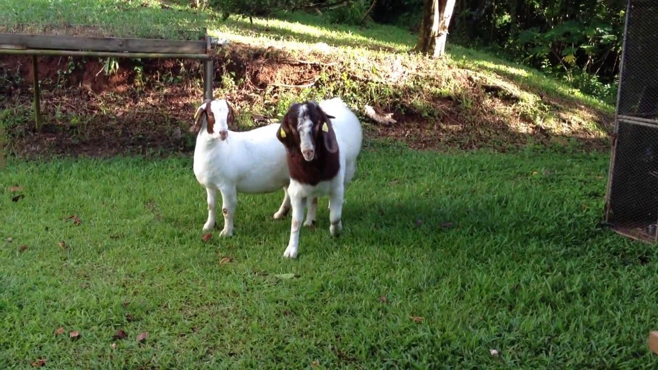 Boermasterclass (0696 783-777) : BOER PURE EN MARTINIQUE - Le 10015 ...