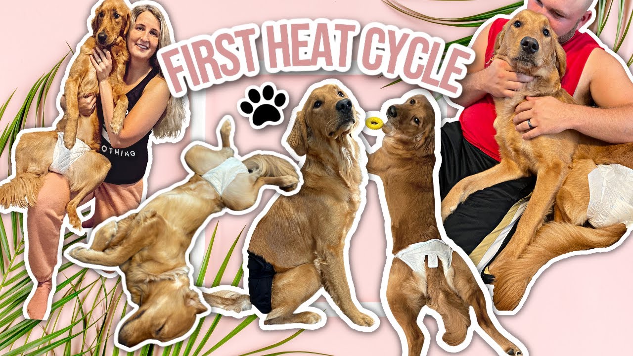 My Golden Retriever Puppy Went Into Heat, Here's What To Expect | Dog's First Heat Cycle Vlog