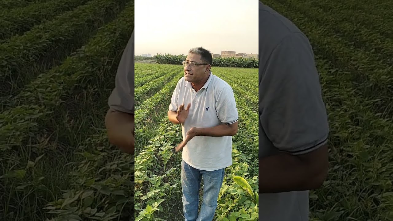 أهم المراحل المختلفة للفاصولياء من بداية التزهير حتى نهاية الحصاد ري بالتنقيط