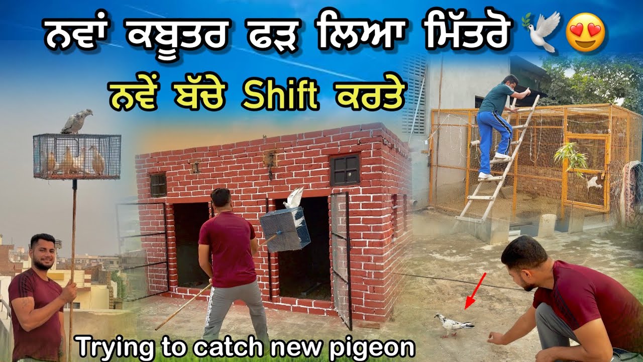 ਨਵਾਂ ਕਬੂਤਰ ਫੜ ਲਿਆ 🕊️|| ਨਵੇਂ ਛੋਟੇ ਬੱਚੇ Shift ਕਰਤੇ || Turkey ਨੂੰ ਦਿੱਤੀ ਦਵਾਈ 🦃 || #kabootar