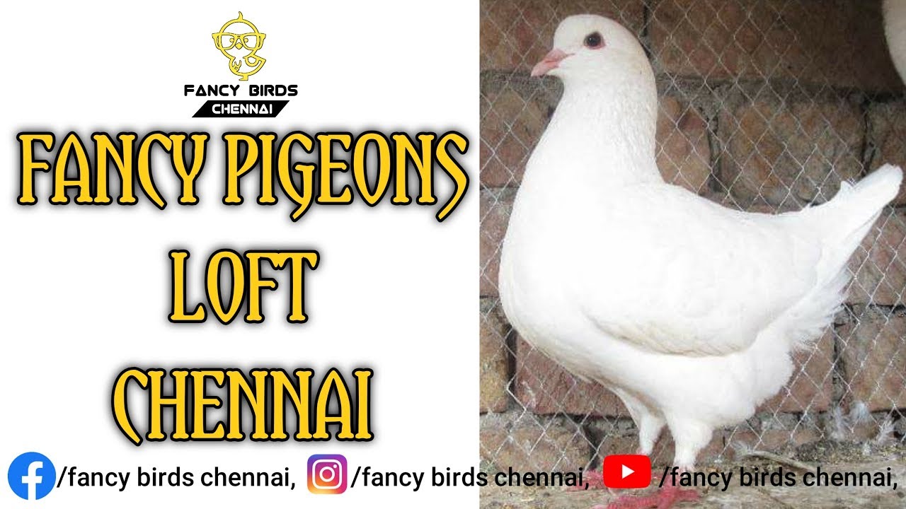 My Friend | Mr.ALEX | Fancy Pigeons Farming in Chennai | தமிழில் | Fancy Birds Chennai.