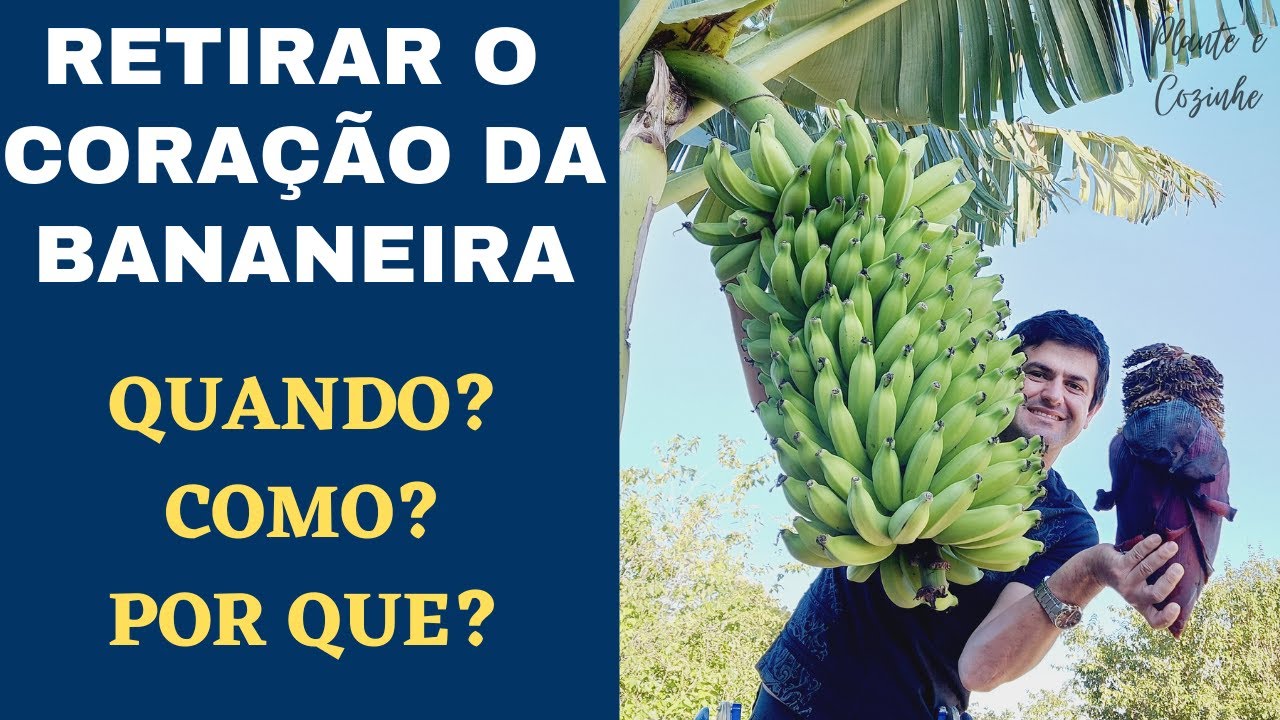 QUANDO, COMO E POR QUE CORTAR O CORAÇÃO, UMBIGO OU MANGARÁ DA BANANEIRA. AUMENTA A PRODUÇÃO? (Ep52)