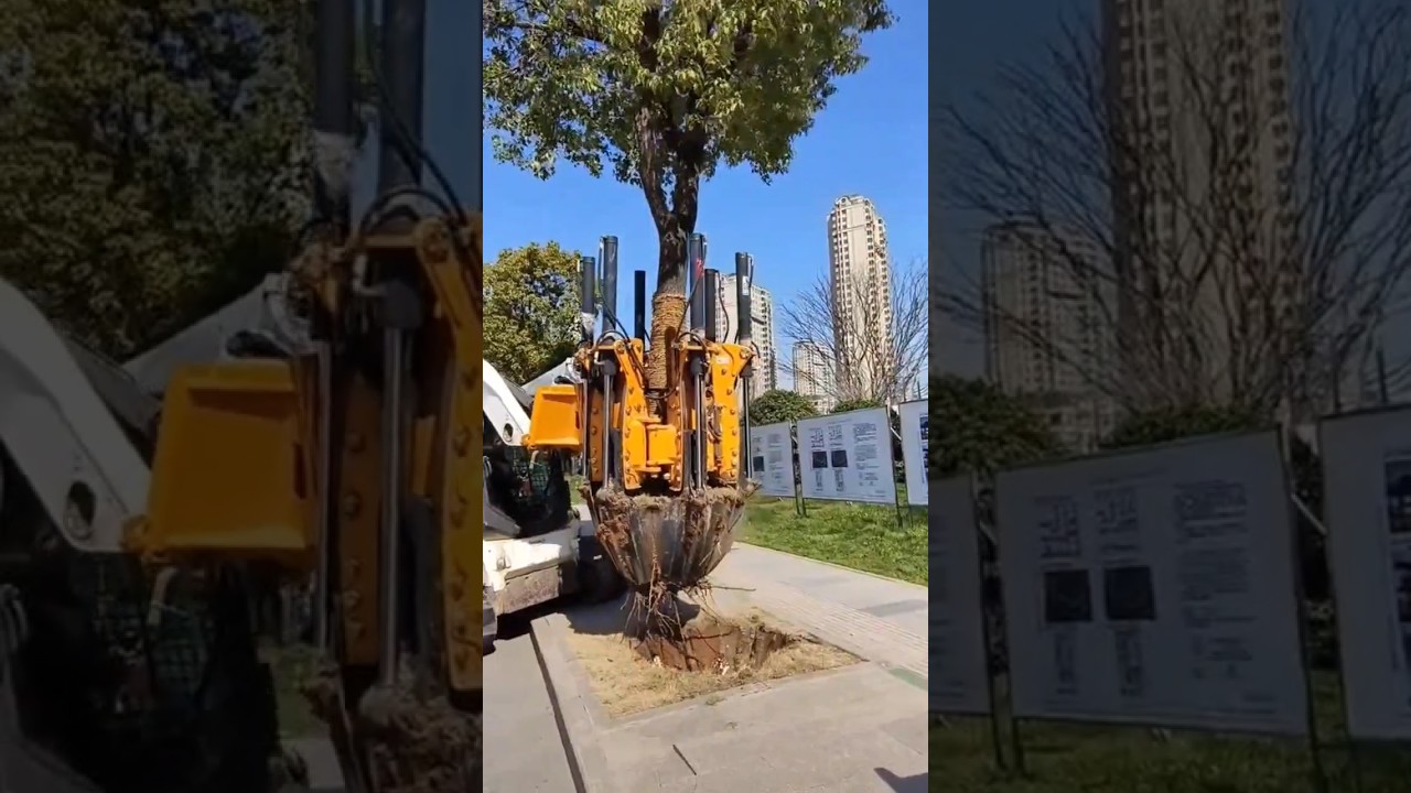 How to Remove Huge Tree and Replant it? 