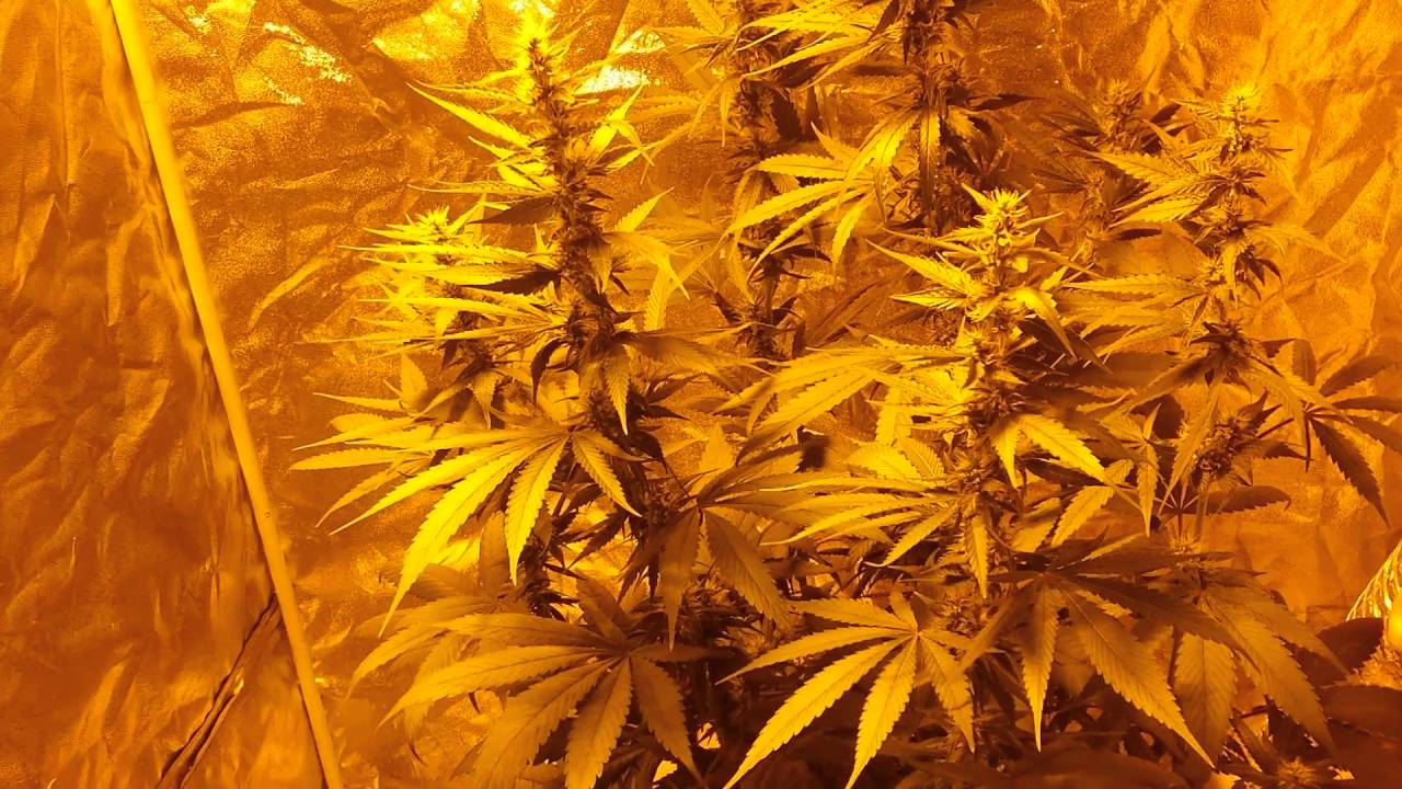 Gumps Greenhouse ( hermaphrodite plants)