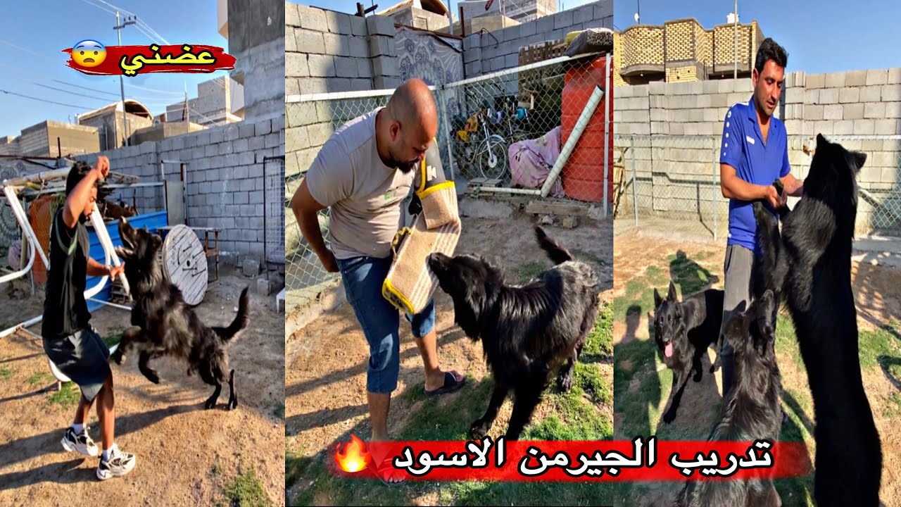 فلوك داخل مزرعه كامله من كلاب الجيرمن الاسود (Black) _ فاجؤني بتدريبهم _ الكلب هجم عليه 😨