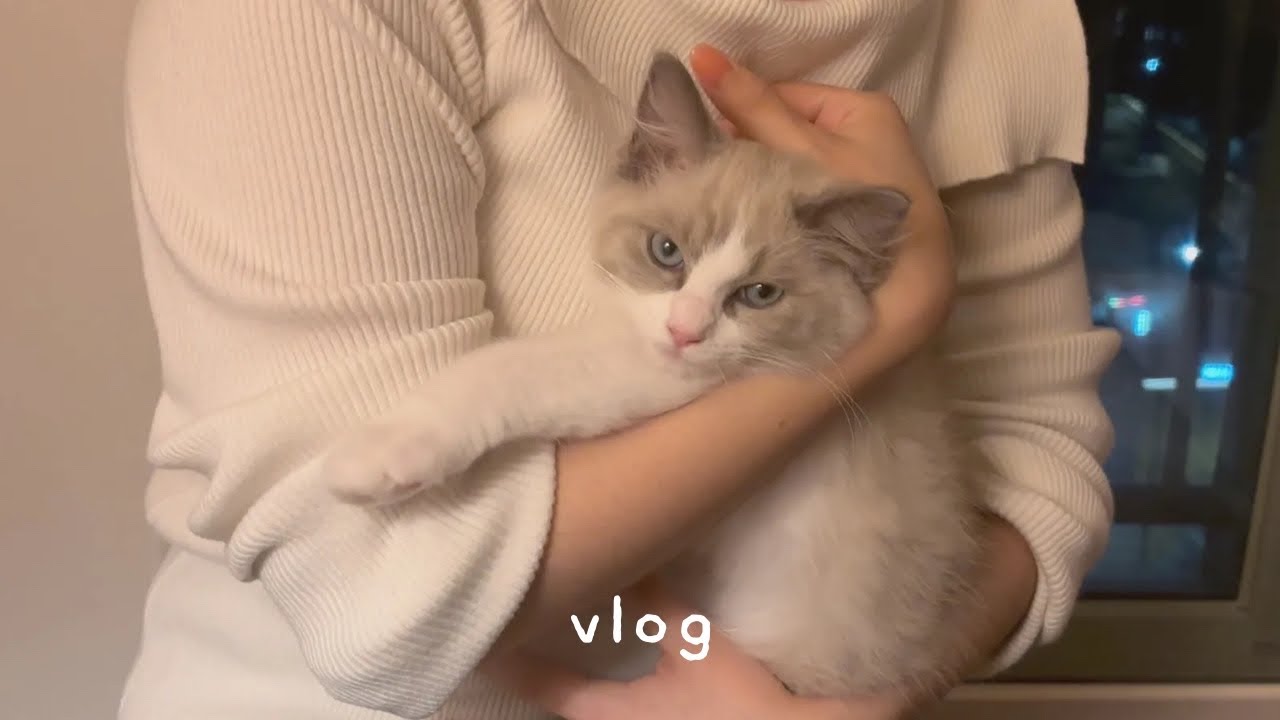 묘생 첫 손님맞이 | 끝없는 청소를 곁들인 | 브이로그