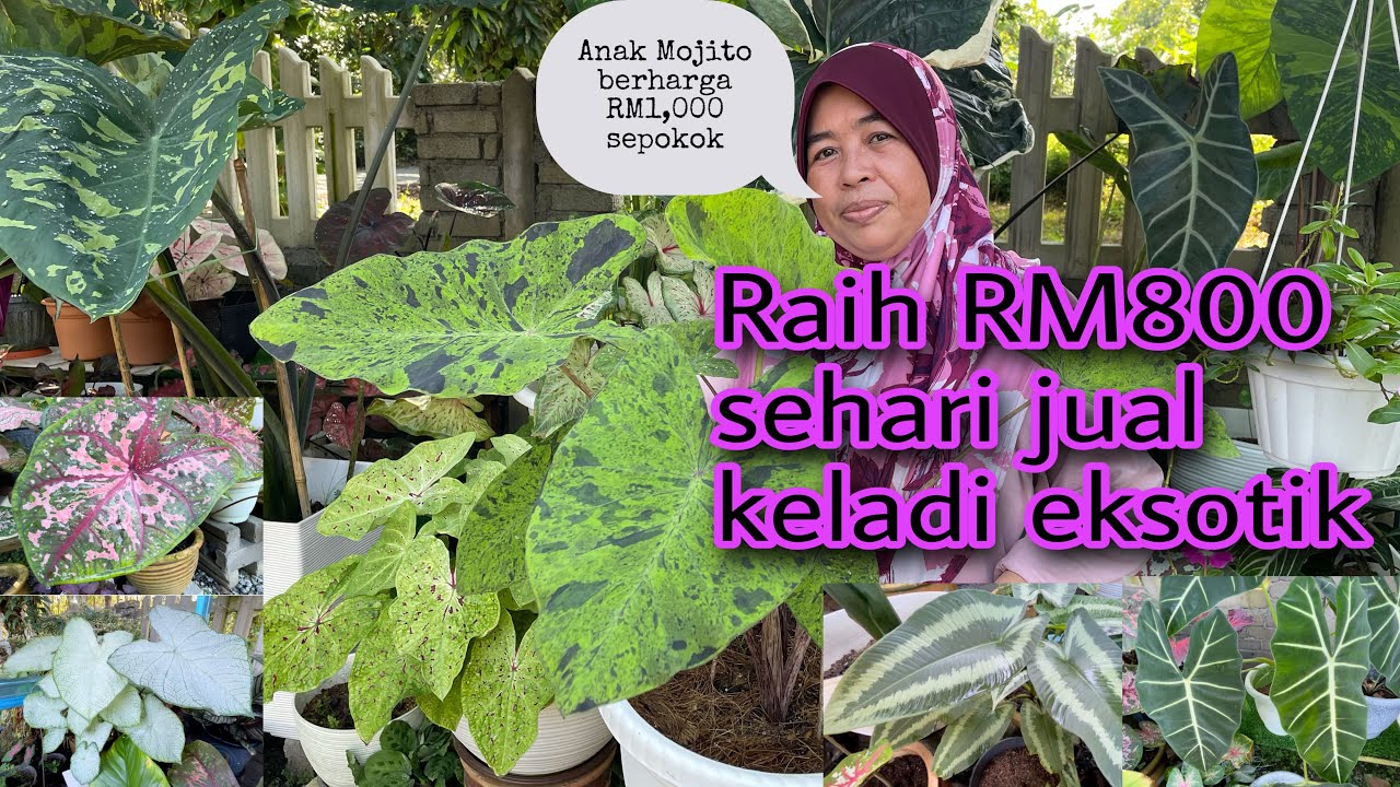 Koleksi harga tak masuk akal lebih 100 keladi eksotik milik Kak Ta