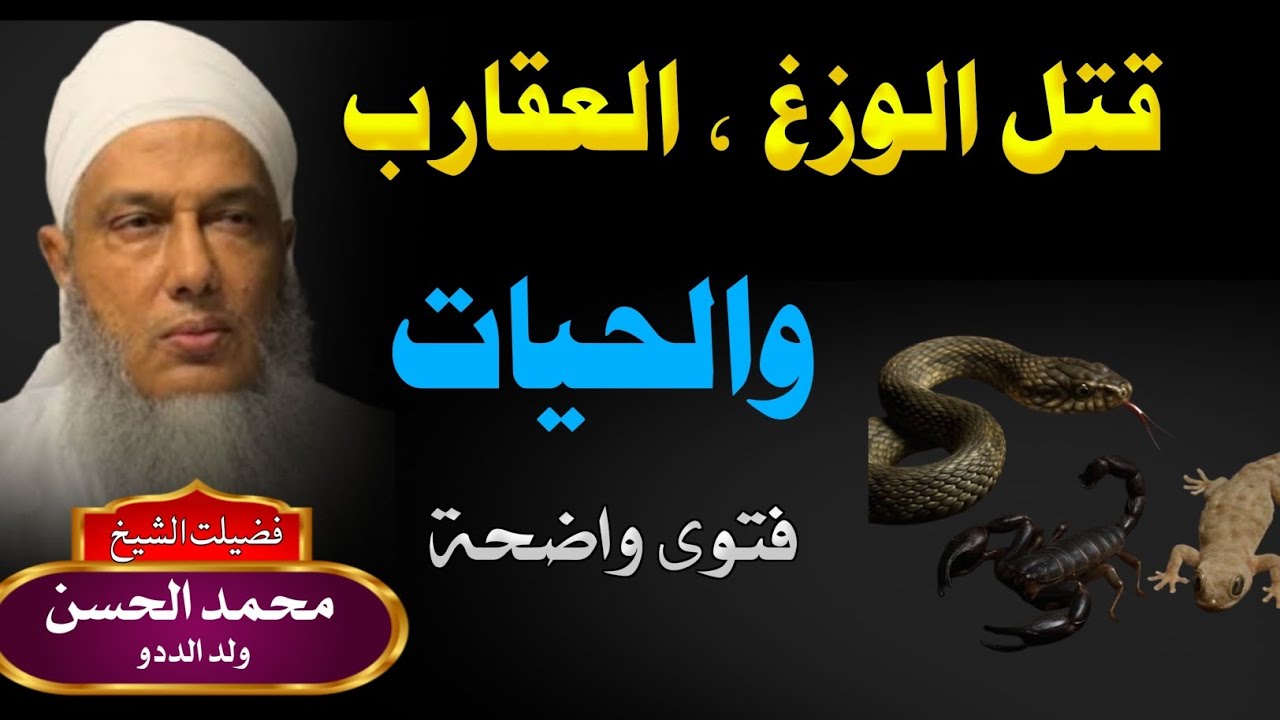 حذير خطير! ⚠️ قتل الوزغ والعقرب والحية في السنة النبوية | الشيخ الددو يوضح السبب