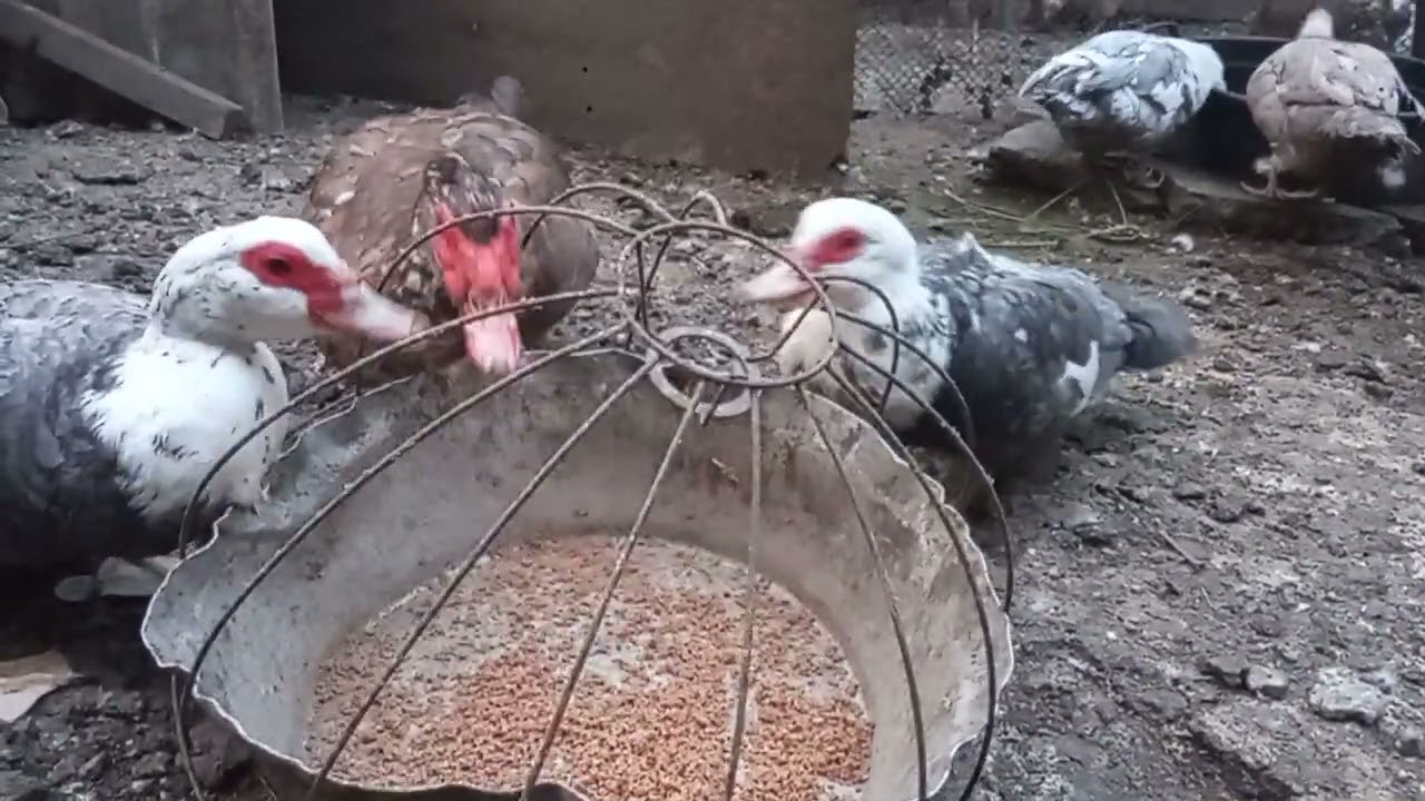 Lal ördəklər nə vaxt yumurtayirlar və necə yumurtadan sonra kurt yatır ❓