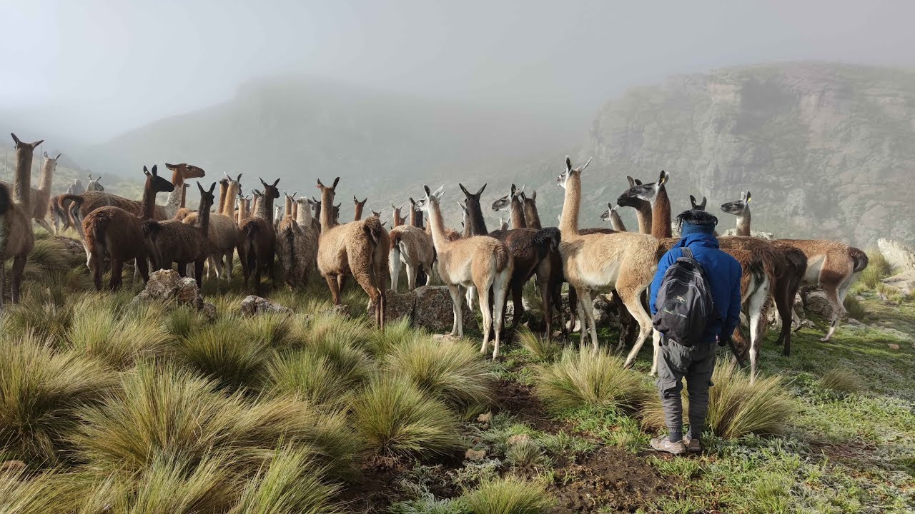 LLAMAS Y PASTORES DE TISCO