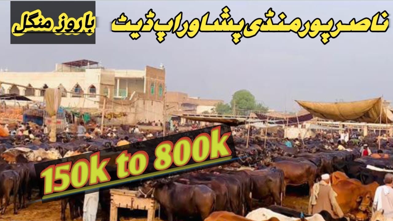 Nasirpur Maweshi Mandi Peshawar latest Update 2025 / Cow Mandi kala Mandi Peshawar