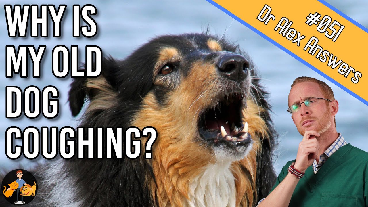 Why is My Old Dog Coughing? (and how to get to the bottom of it) - Dog Health Vet Advice