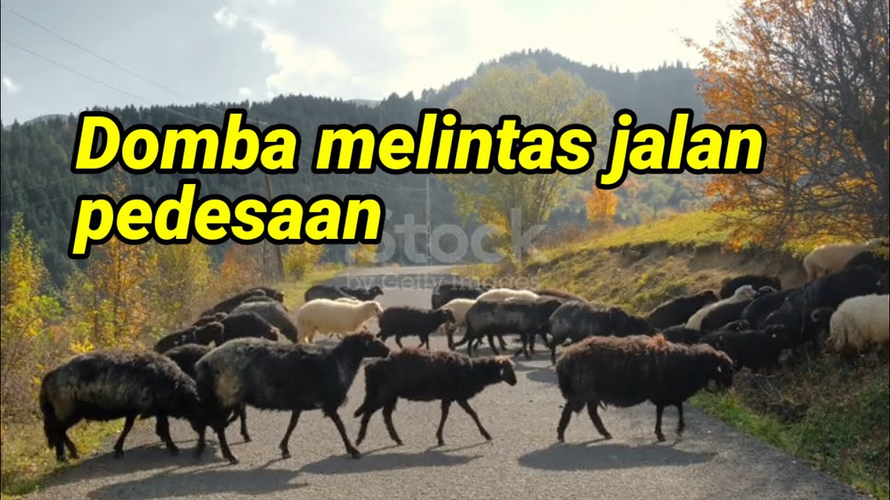 Video Gembalakan ratusan domba melintas jalan pedesaan ke pegunungan pada musim gugur 