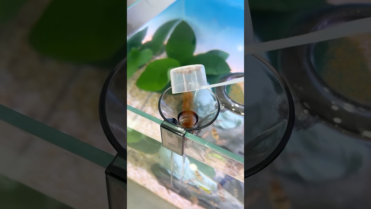 Feeding Tube #toopa #aqauticplants #trending #fishtanksetup #fish #fishtank #fishaquarium #aquarium