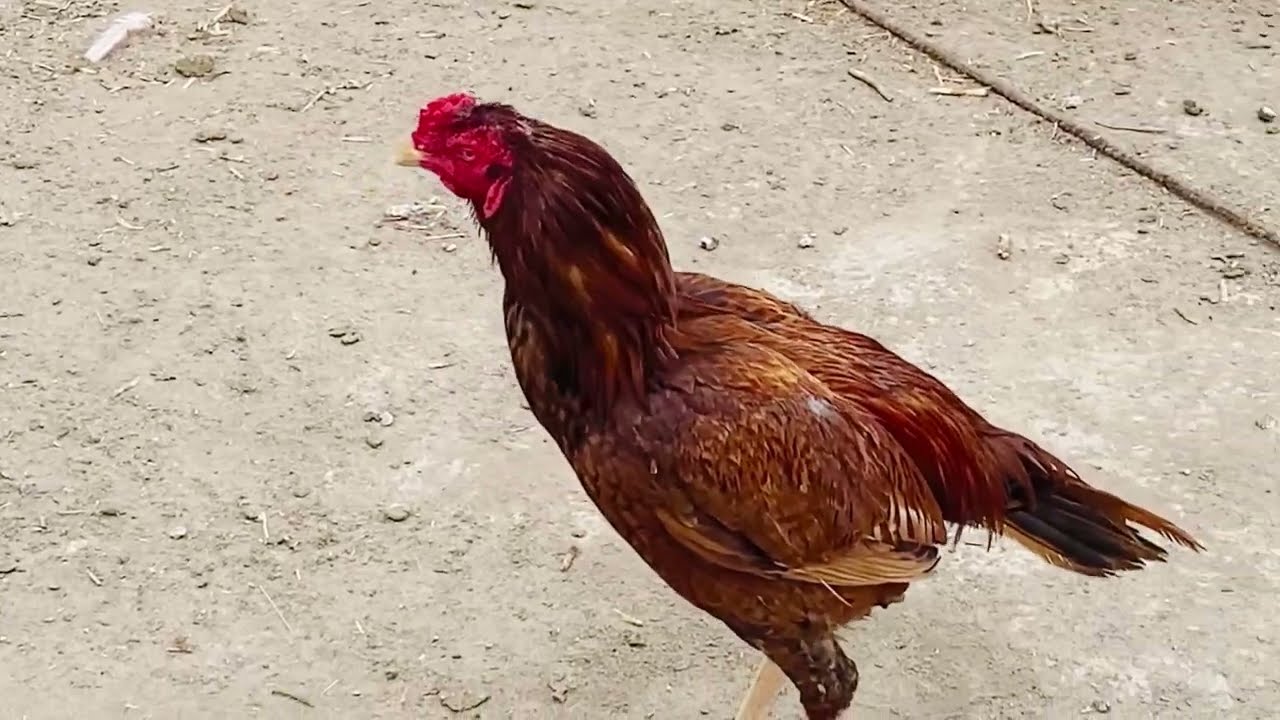 My first velog please support me # cheaty ny AJ azan dy de# mini zoo ky cute pets 😘