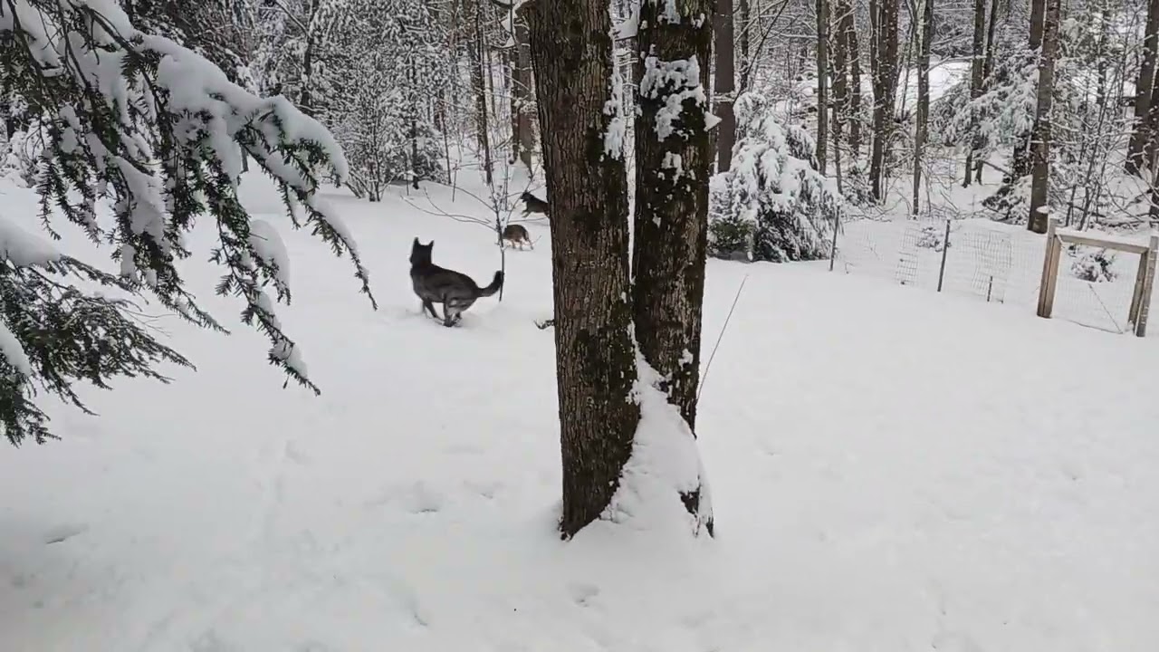 Playing in the snow ❄️ 