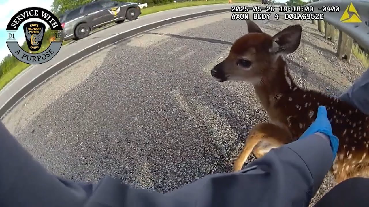 Adorable Baby Deer Rescued From Side of Road by Highway Patrol Officer in Ohio