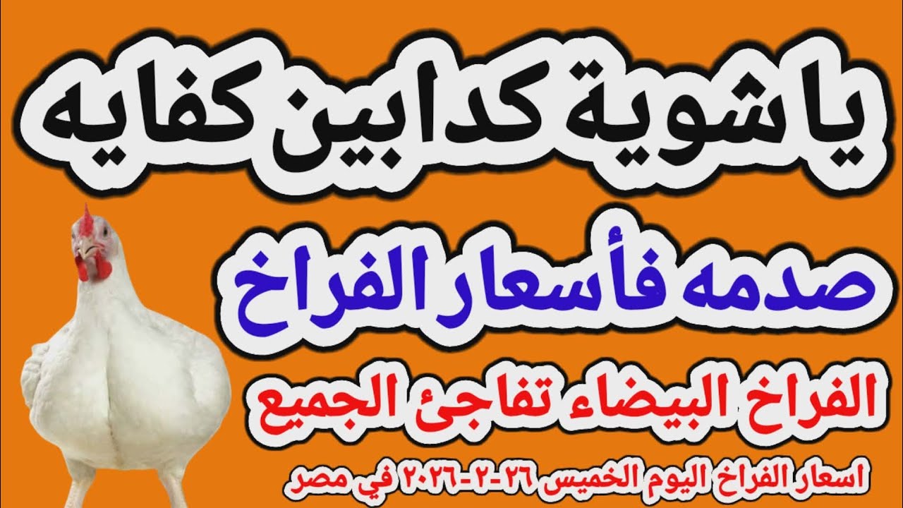 اسعار الفراخ البيضاء اليوم/ سعر الفراخ البيضاء اليوم الخميس 26-2-2026 في مصر