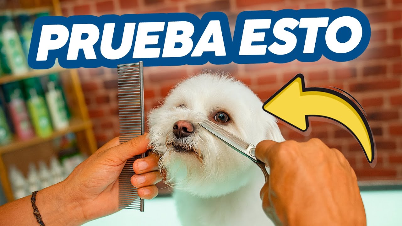 C&oacute;mo CORTAR el PELO de los OJOS y OREJAS en un MALT&Eacute;S