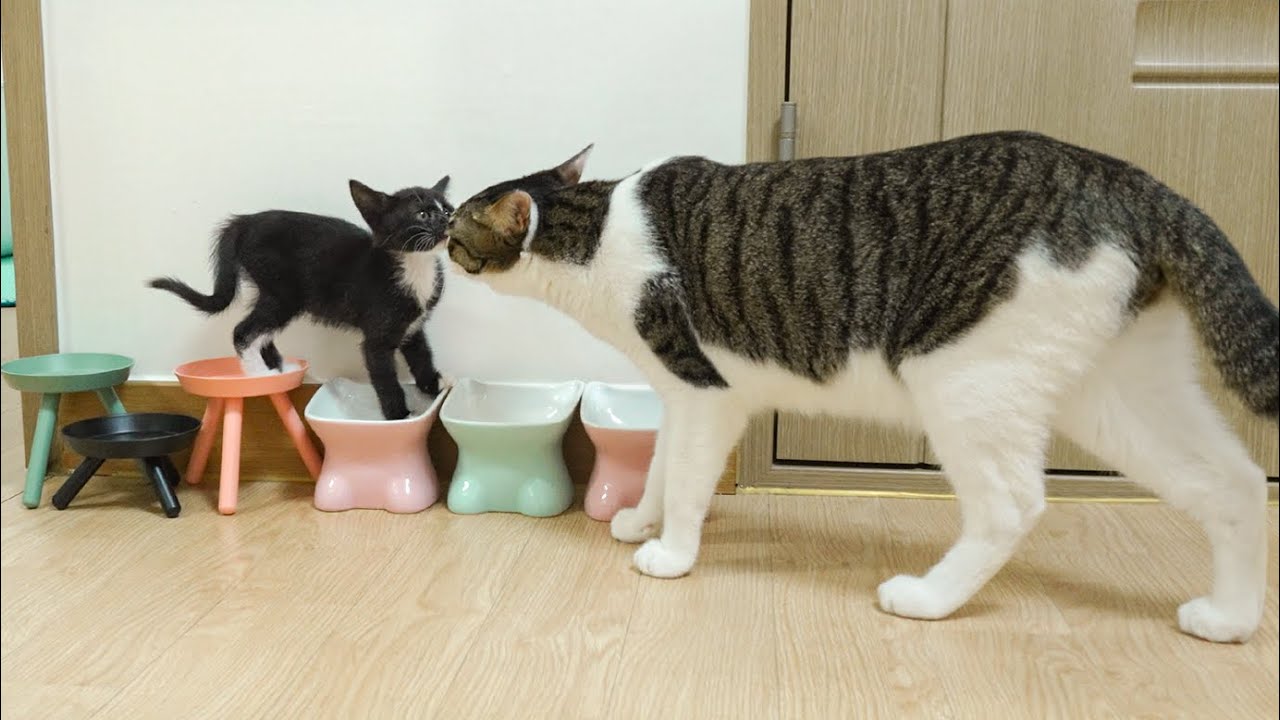 The Big Cat Wants To Be Gentle With Two Rescued Kittens │ Episode.22