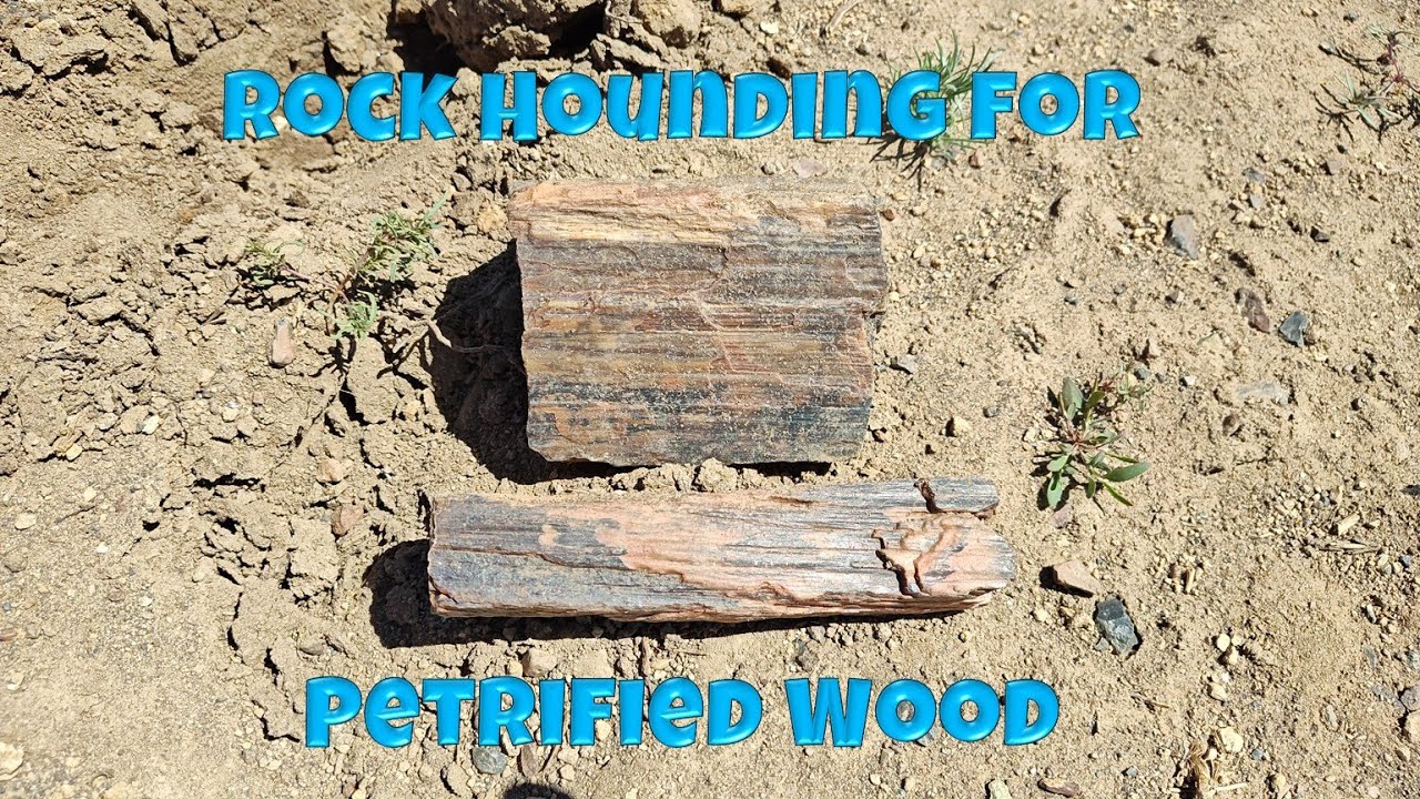 Rock Hounding for Petrified Wood