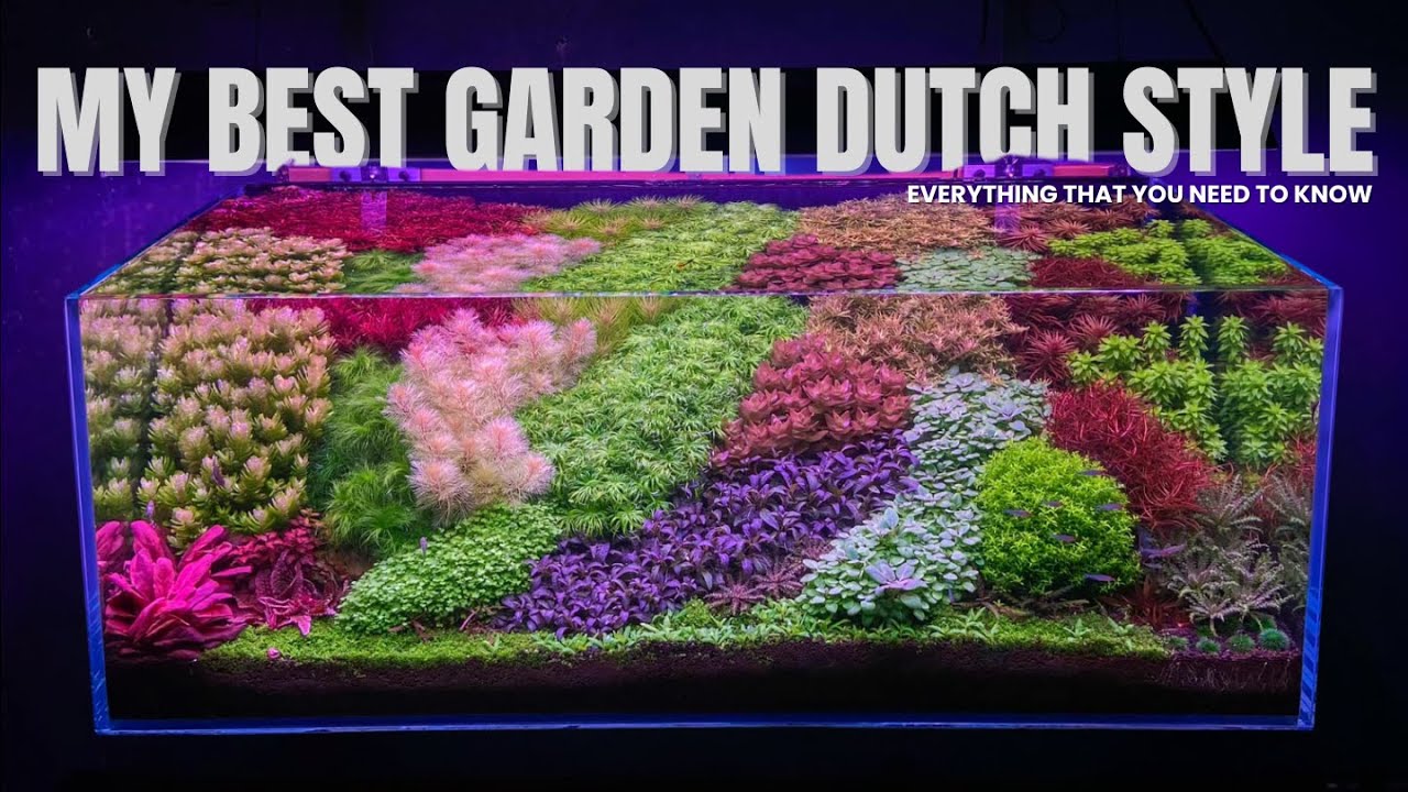120cm Dutch-Style Garden Setup: Day 1 to 95 (No Dark Start Method)