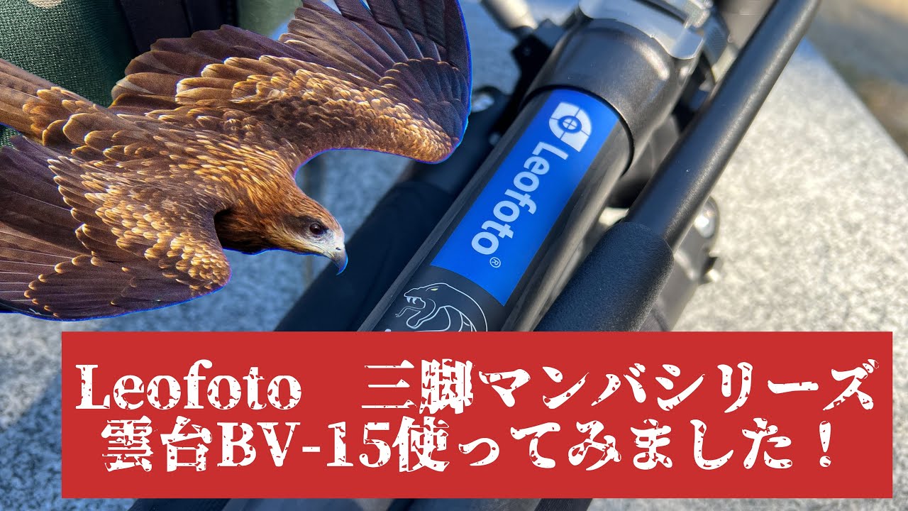 野鳥撮影の方必見！超望遠に最適？三脚+ビデオ雲台 Leofoto  LVM-324C+BV-15のレビュー！超望遠レンズとの相性バツグン？