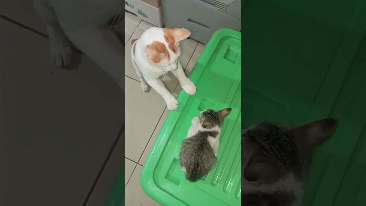 Kompilasi Komedi Kemarahan Kucing