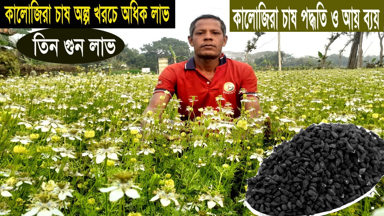 কালোজিরা চাষ করে 70000 টাকা আয় ৪ মাসে - চাষ পদ্ধতি ও আয় ব্যয় - Black Cumin Farming in Bangladesh