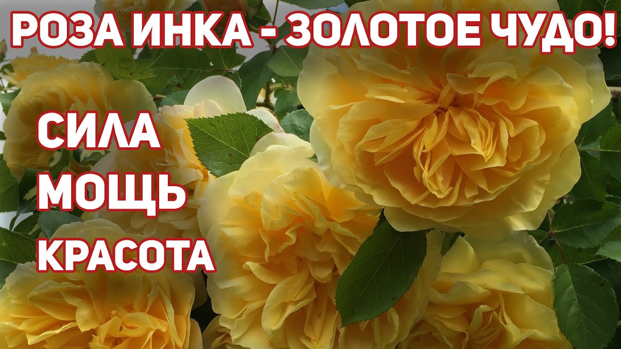 Обильно цветущая РОЗА ИНКА - идеальная флорибунда! Rose Inka - лунно-желтая окраска!