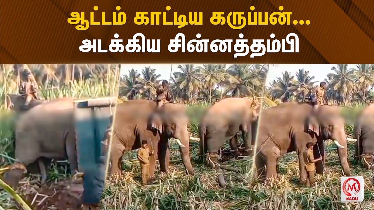 ஆட்டம் காட்டிய கருப்பன்... அடக்கிய சின்னத்தம்பி | Elephant | Chinnathambi Elephant | M Nadu