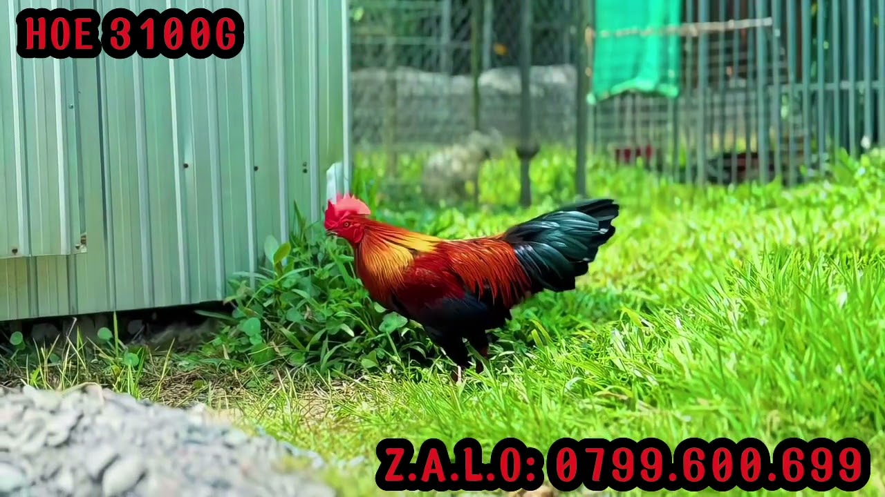 TG - Trần Cường. #top 3 Giỏi (12/3). ALO 0799.600.699