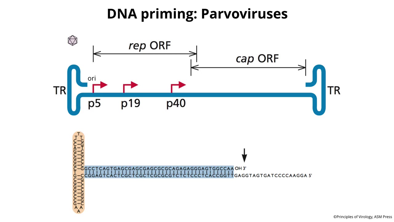 Parvovirus Replication