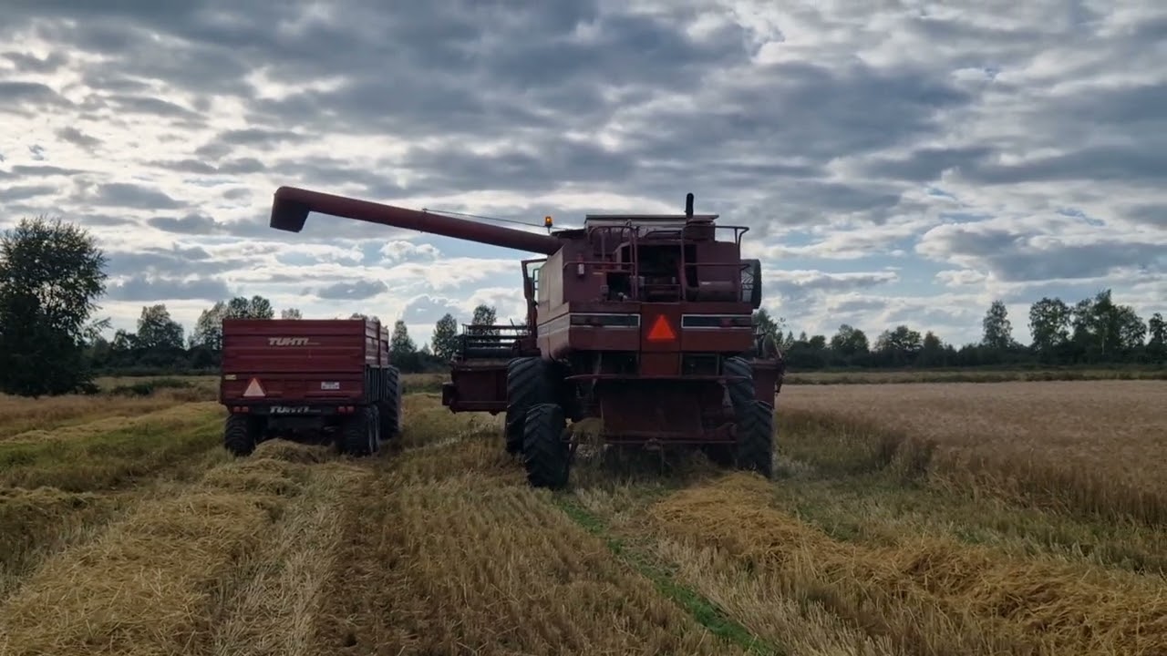 IH 1480 Axial-Flow, 6,1m pöydällä - Ekoja puintitestejä