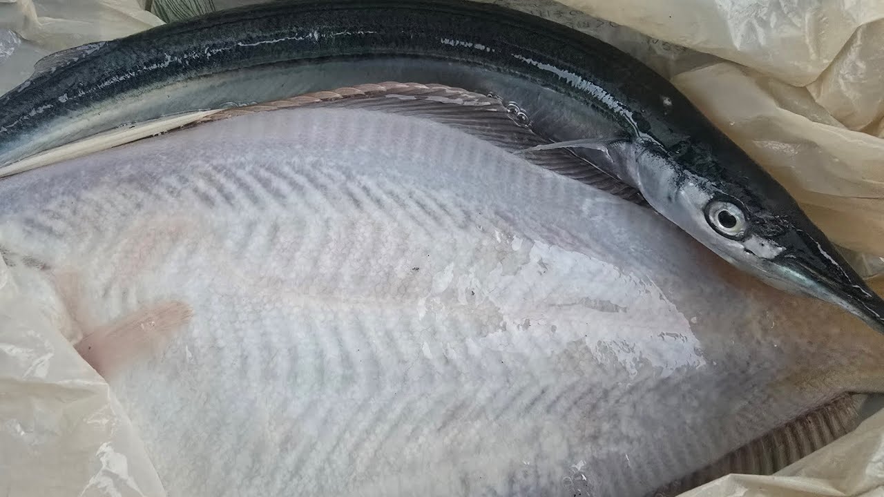 「北海道、釣り」マガレイを求めて強風の中での釣行