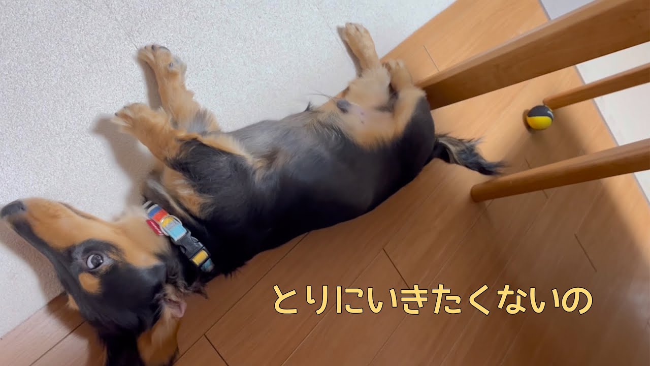 甘えん坊のボール遊び【脱力犬】【ミニチュアダックス】【かわいい】