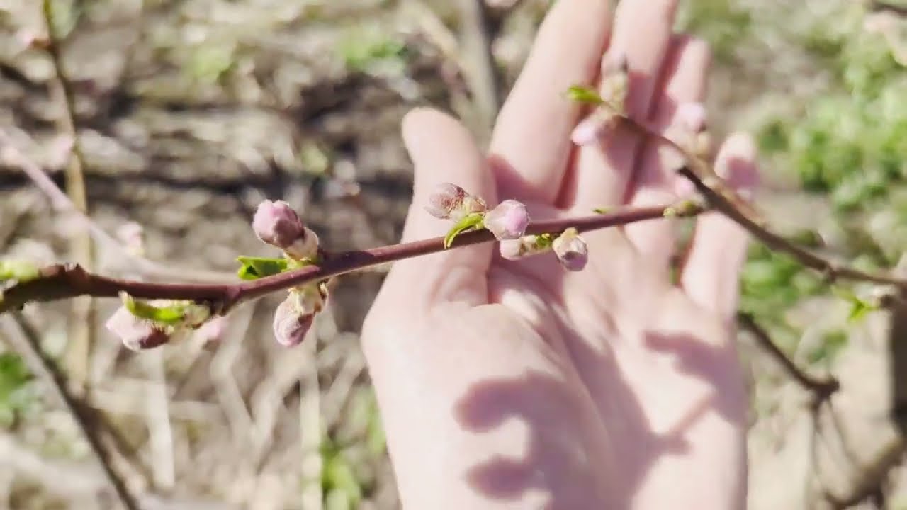 результат захисту персика від курчавості препаратом Нордокс від компанії БіохімАгро