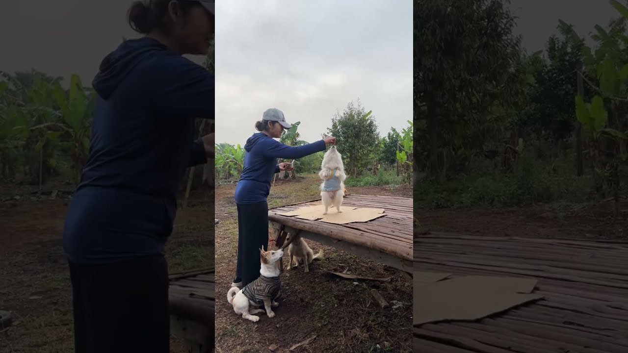 Sunrise Pet Family Live 🐾 Food Time & Training