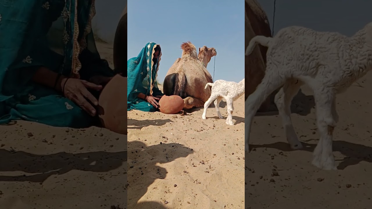 لحظة إنقاذ مؤثرة في الصحراء#Heartwarming #BraveGirl #Camel #Lamb