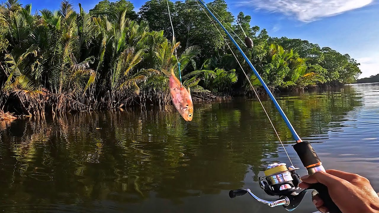 Umpan Ikan hidup Ini akan Langsung Di sambar