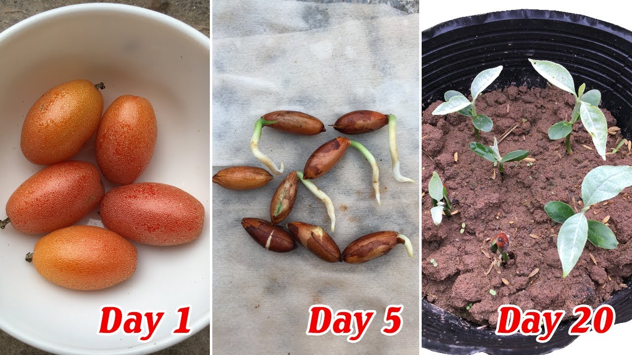 Tips to grow Elaeagnus latifolia from seeds, germinate easily and quickly
