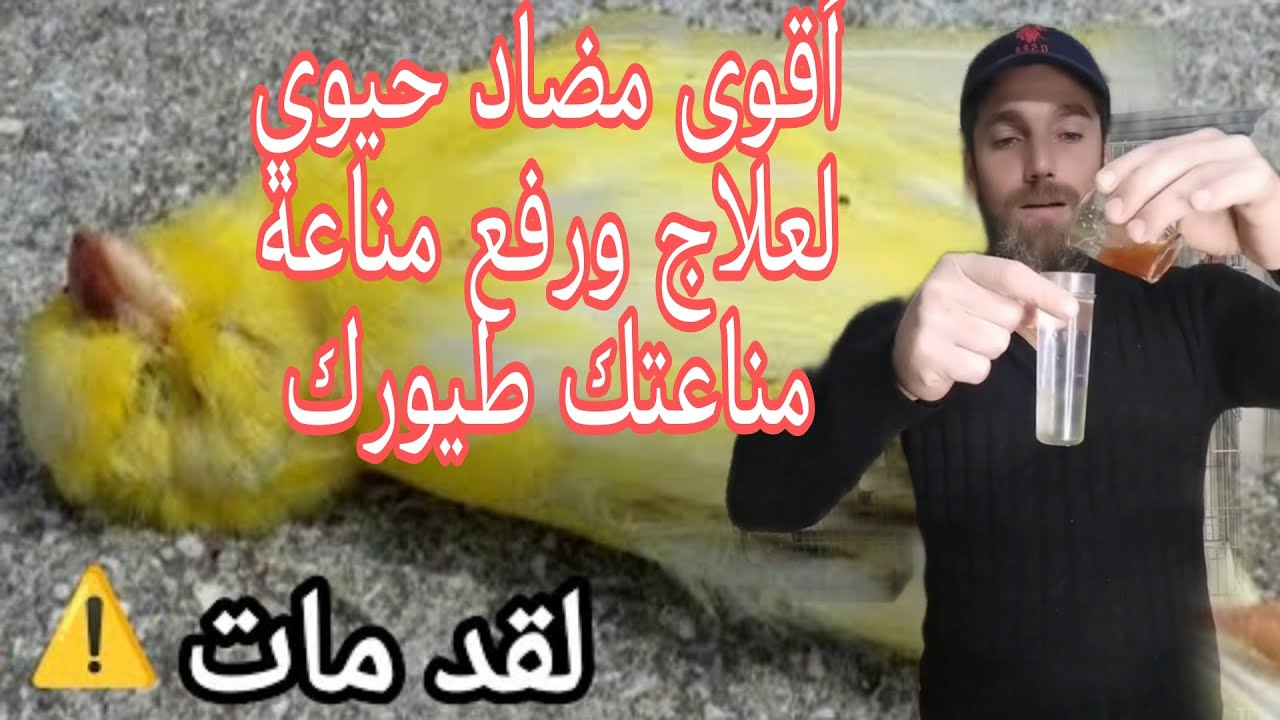 كن طبيب طيورك علاج طبيعي للأمراض المعوية العرق الأزرق أفضل مضاد حيوي طبيعي لطيور الكناري والحسون
