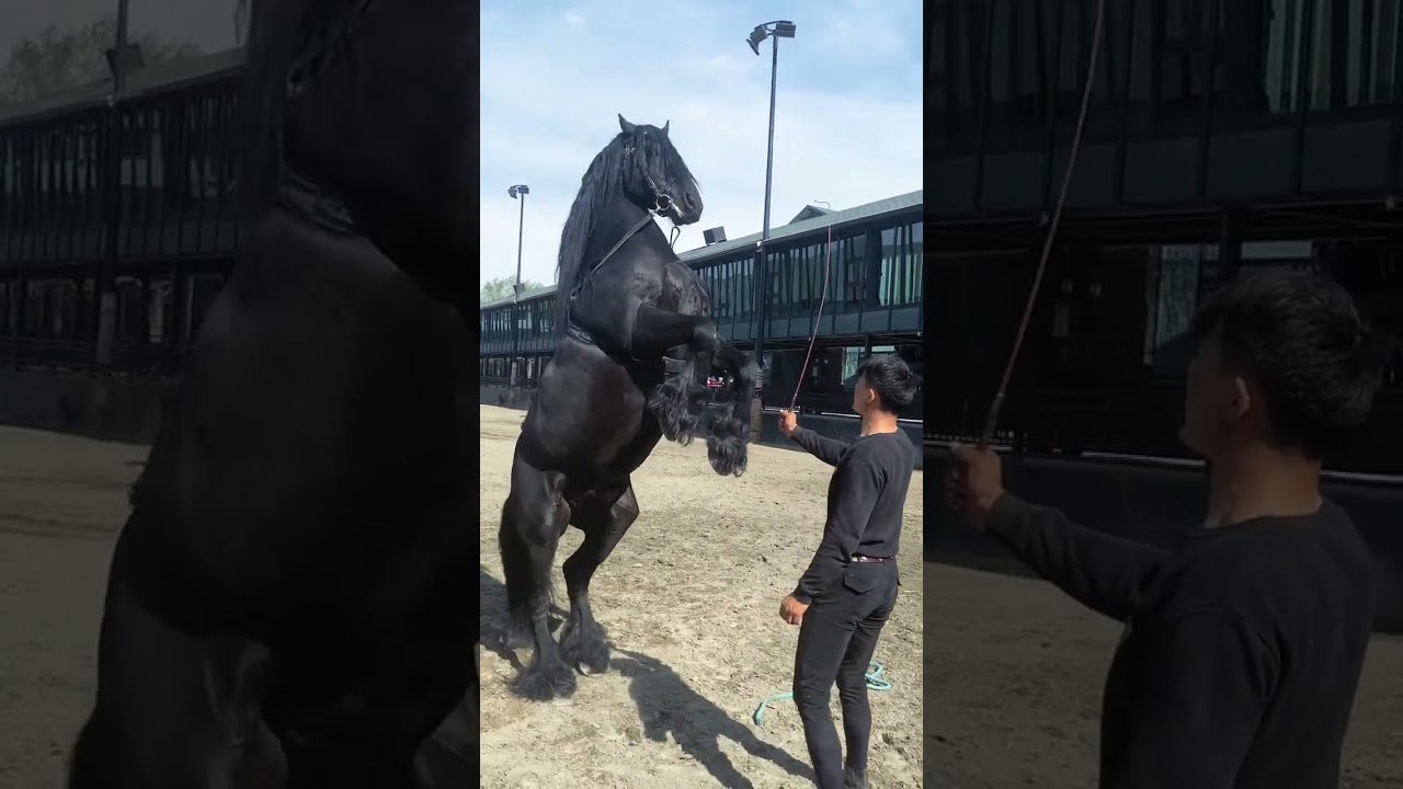 Master the Basics of Horse Training: Step-by-Step Guide for Beginners